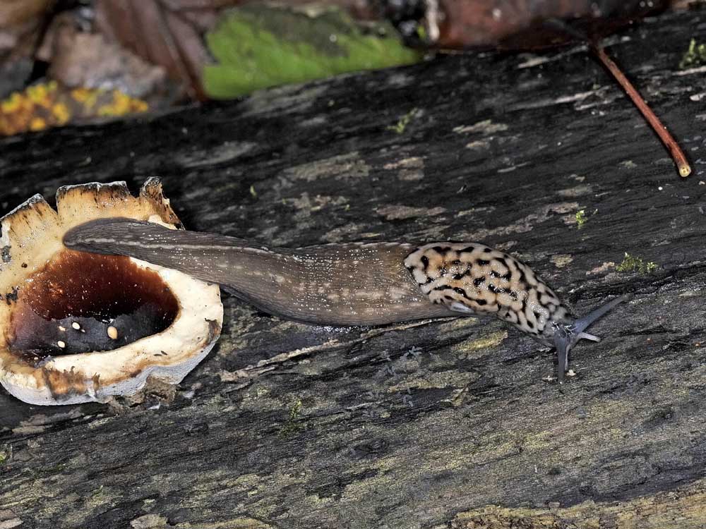 Limax subalpinus da Avigliana (TO)